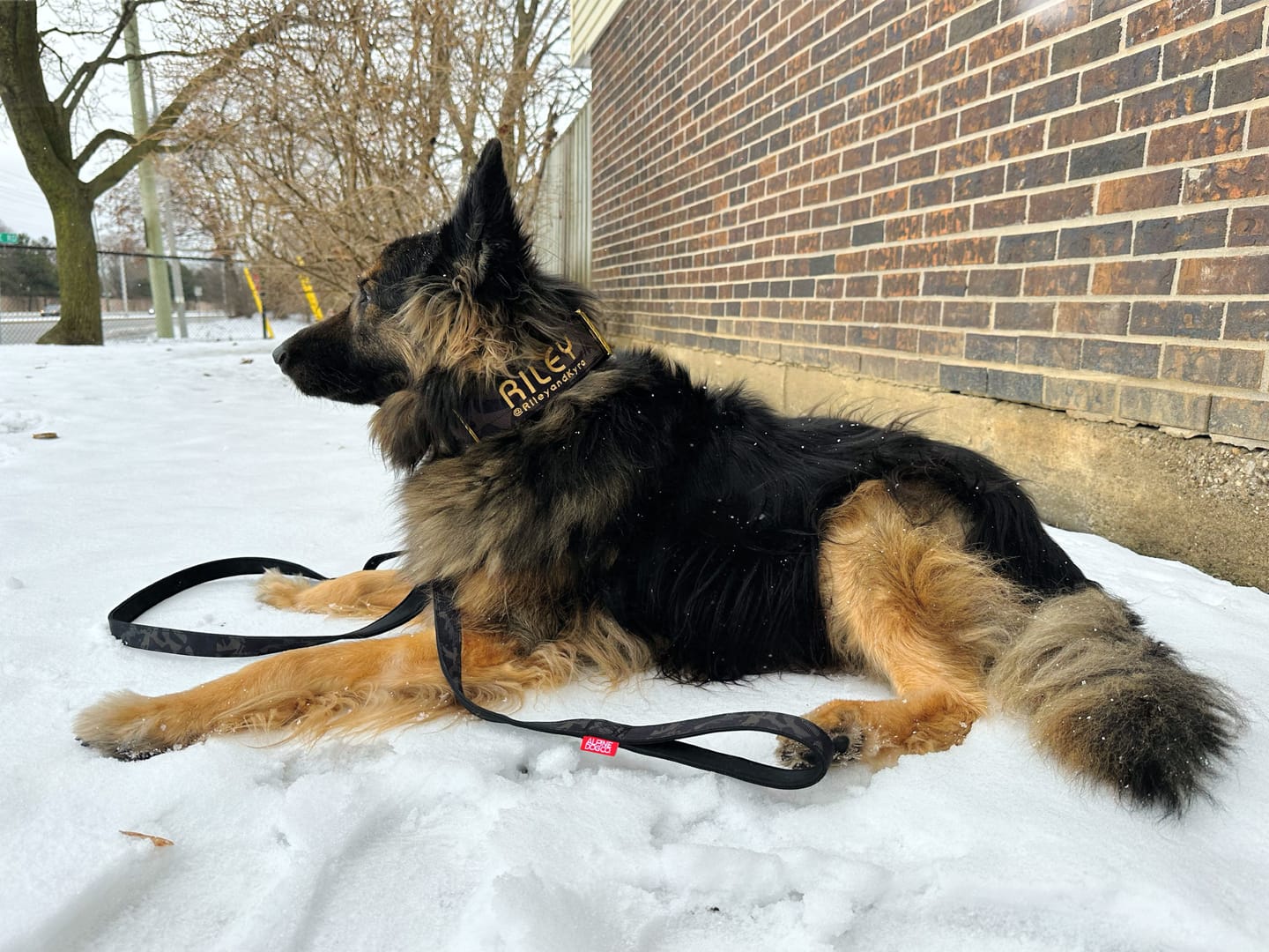 Customer photo review of Tacti Luxe Dog Leash - Gold Camo