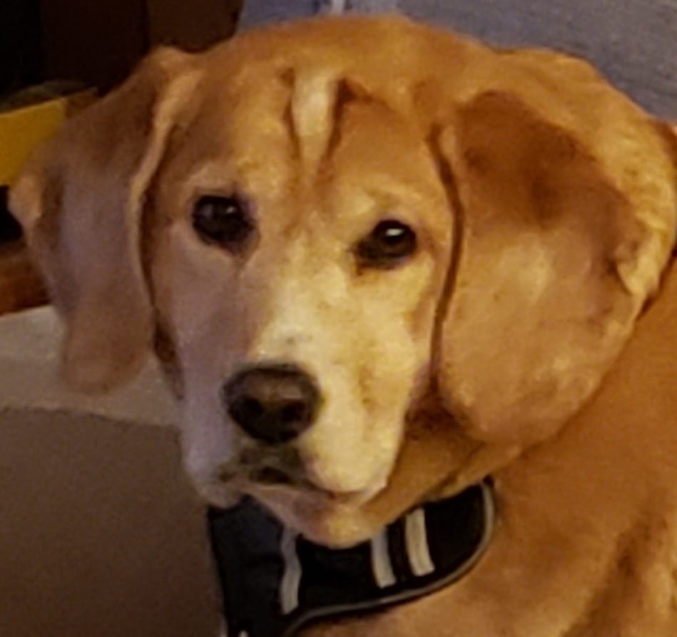 Customer photo review of Ear Infection & Itch Relief Treatment for Dogs and Cats - Helps Ear Problems such as Otitis, Lesions and Papules