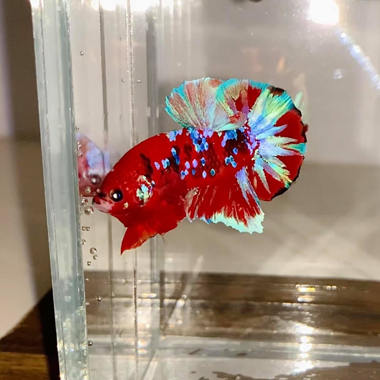 Customer photo review of Koi Red Galaxy Male Betta Fish High Grade | Buy 4 Get 1 Free | Mystery Betta