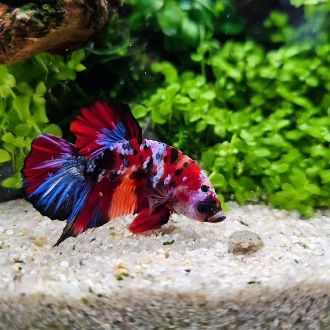 Customer photo review of Koi Red Galaxy Male Betta Fish High Grade | Buy 4 Get 1 Free | Mystery Betta