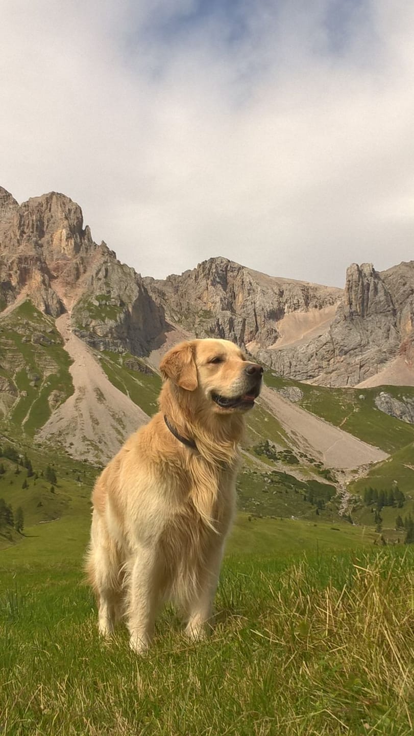 Customer photo review of ProtectionArtro+ 1200mg  Condroprotettore per Cani di taglia Media e Grande (Nuova Formulazione)