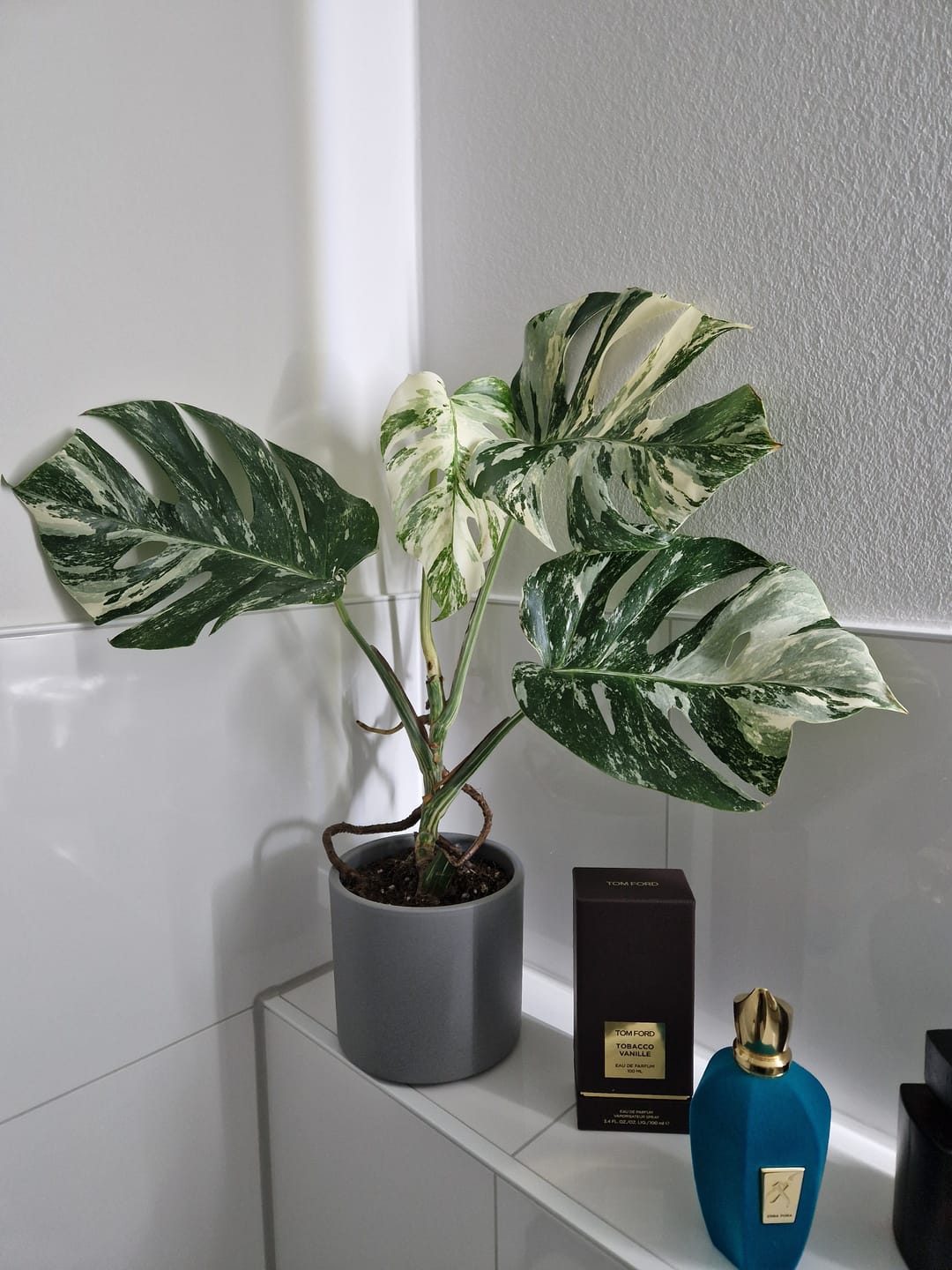 Customer photo review of Monstera Deliciosa Variegata M