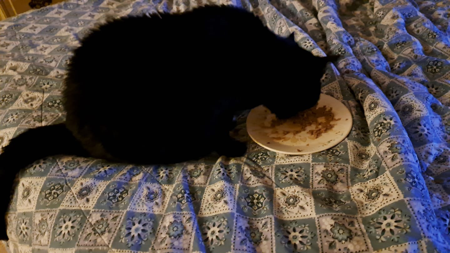 Customer photo review of Natural Cat Laxative & Constipation Treatment