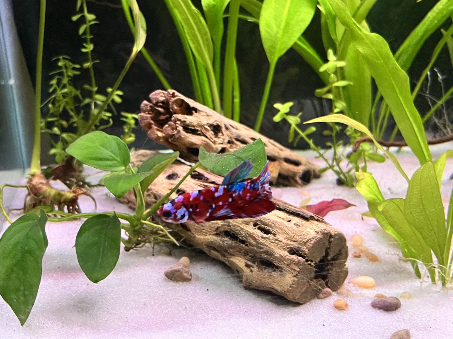Customer photo review of Koi Red Galaxy Male Betta Fish High Grade | Buy 4 Get 1 Free | Mystery Betta