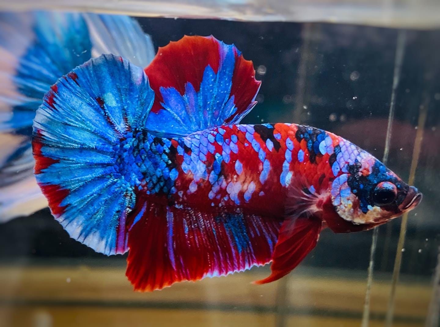 Customer photo review of Koi Red Galaxy Male Betta Fish High Grade | Buy 4 Get 1 Free | Mystery Betta