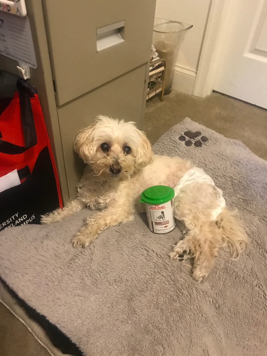 Customer photo review of Royal Canin Veterinary Diet - Hepatic Canned Dog Food