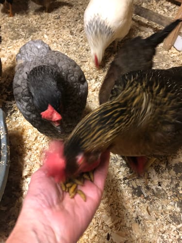 Customer photo review of BSF Larven - getrocknete Soldatenfliegenlarven