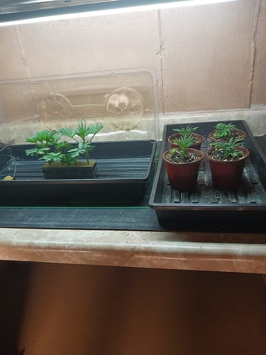 Customer photo review of Grodan® Stonewool Delta Starter Mini-Blocks™