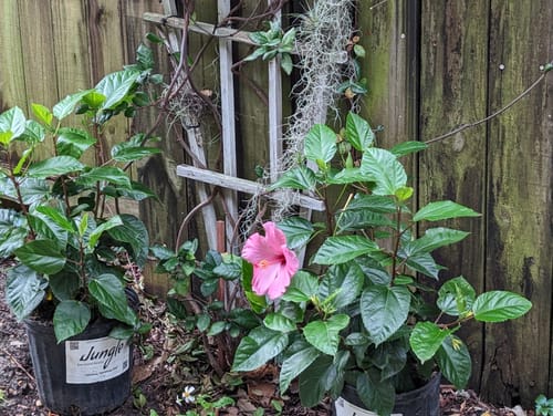 Customer photo review of Hibiscus 'Seminole Pink'