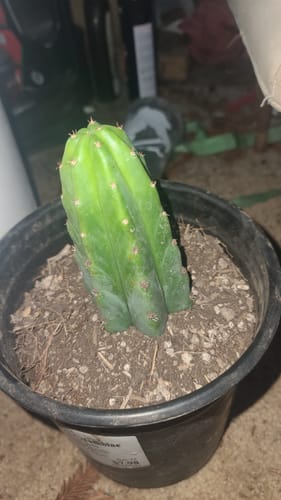Customer photo review of San Pedro Cactus | Echinopsis (Trichocereus) pachanoi