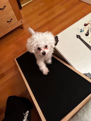 Customer photo review of CalmRamp