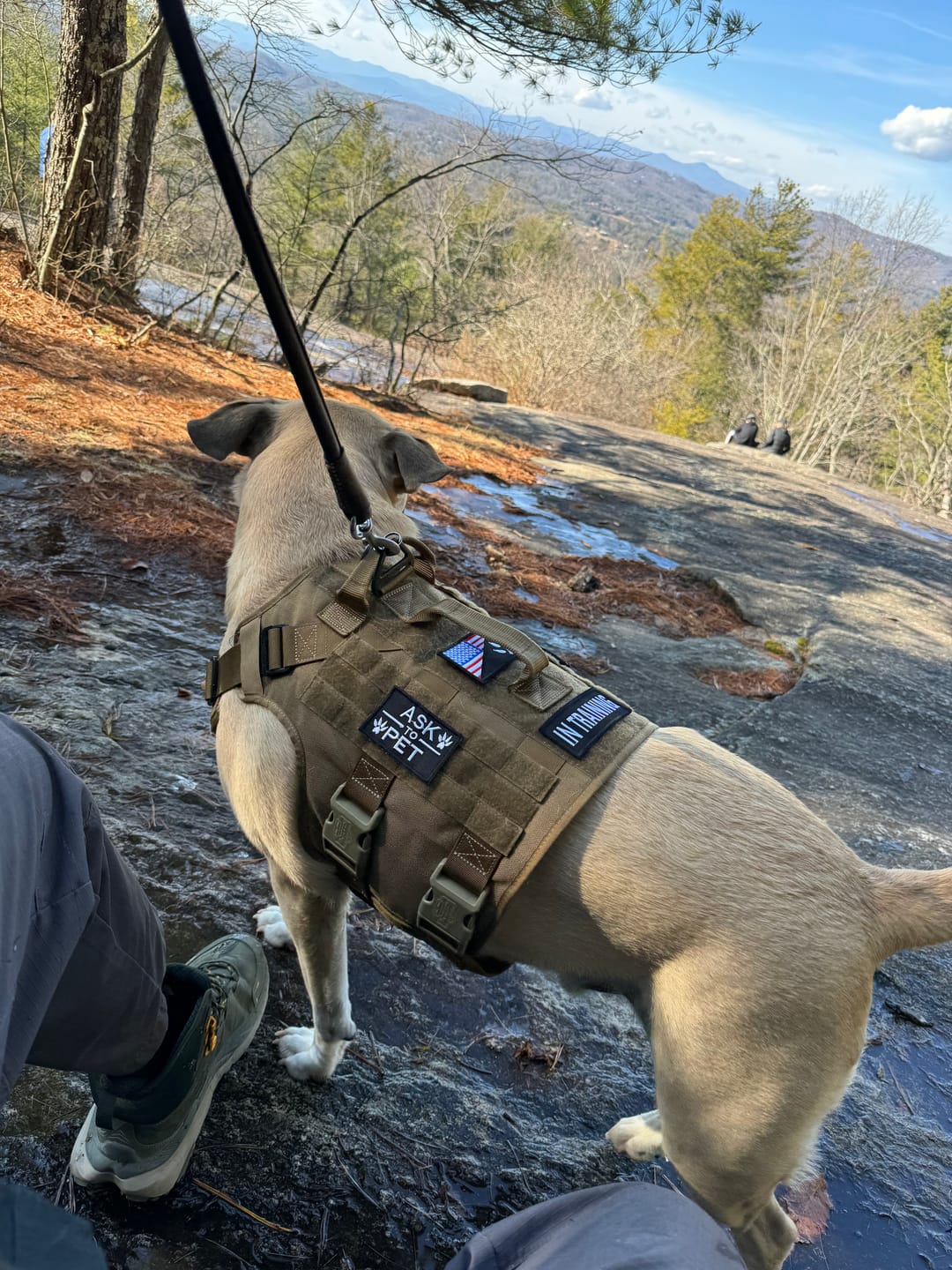 Customer photo review of Hook & Loop Patch Variety Bundle For Harness (Pack of 12)