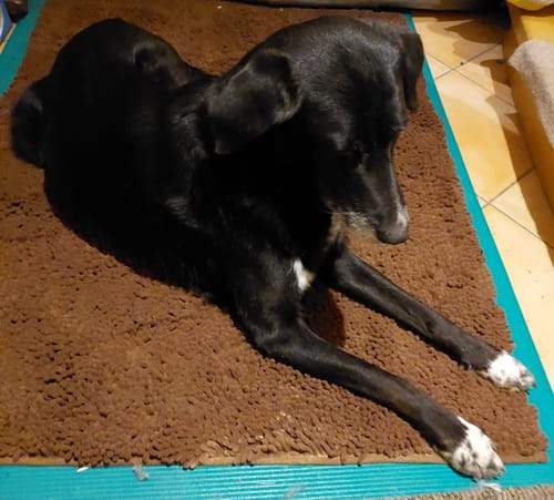 Customer photo review of Premium - CleanyMat