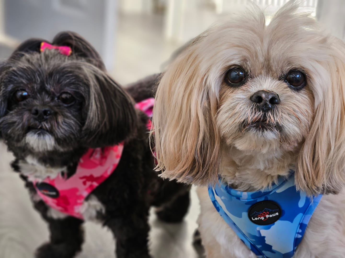 Customer photo review of Funk The Dog Harness | Blue Camo