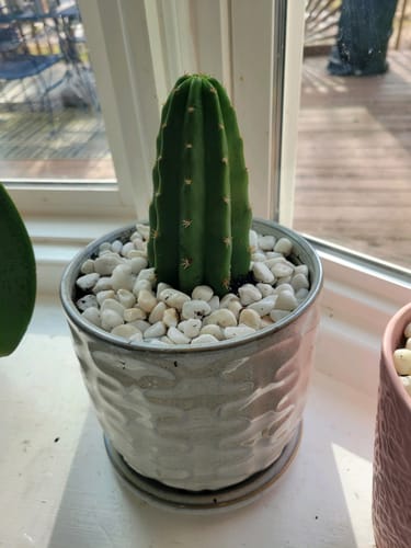 Customer photo review of San Pedro Cactus | Echinopsis (Trichocereus) pachanoi