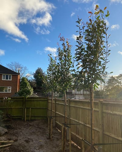 Customer photo review of Camellia japonica 'snowball' Standard trees