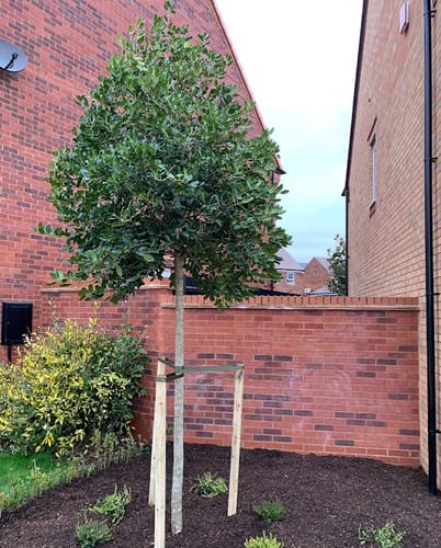 Customer photo review of Ilex - Nellie R Stevens - Standard Tree