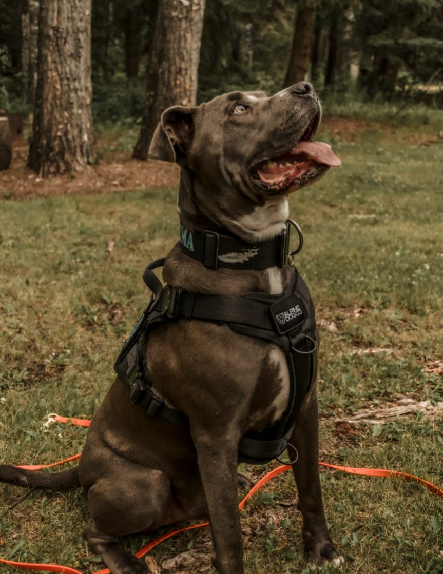 Customer photo review of HNTR 3.0 Dog Harness - Blackout