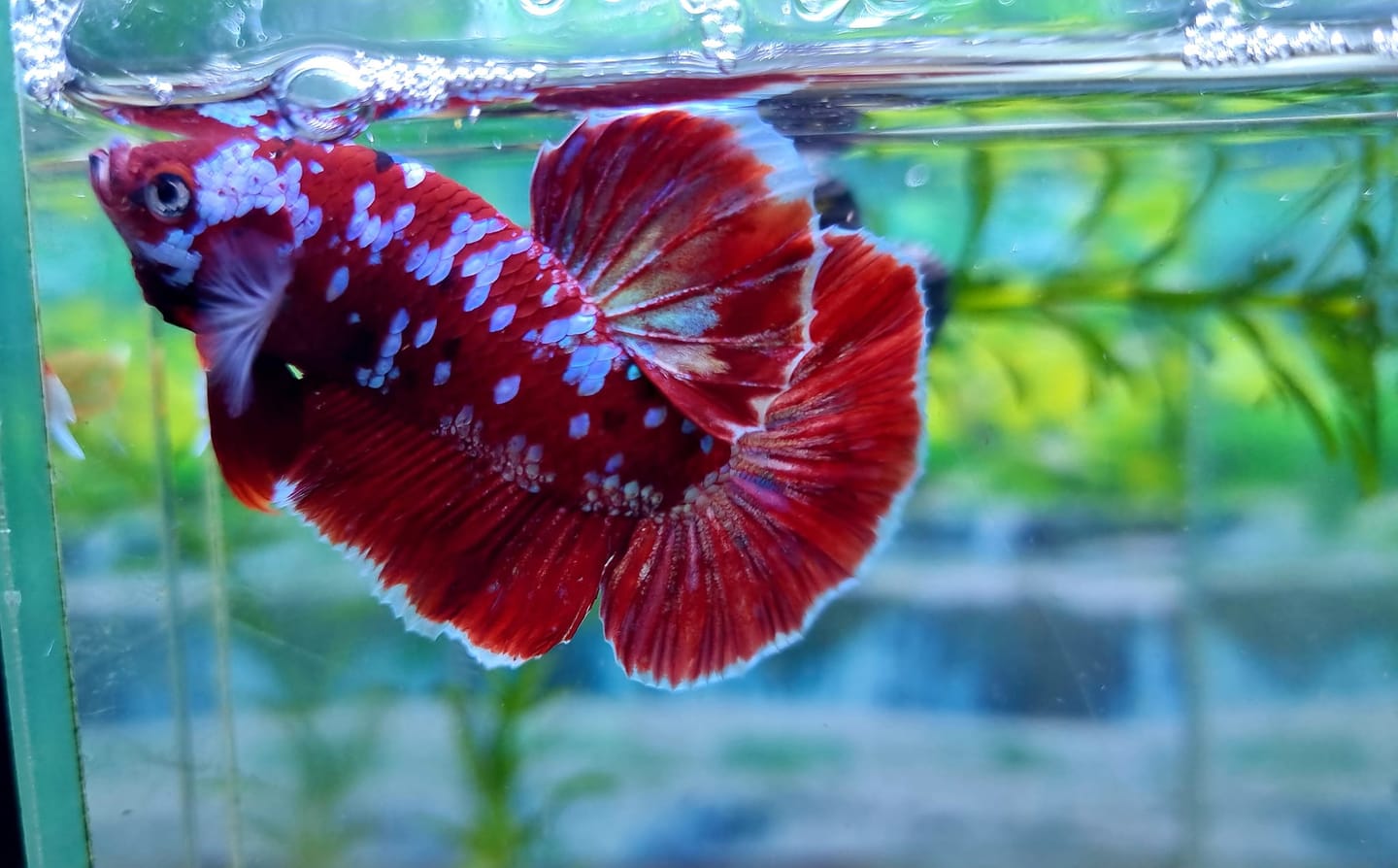 Customer photo review of Koi Red Galaxy Male Betta Fish High Grade | Buy 4 Get 1 Free | Mystery Betta