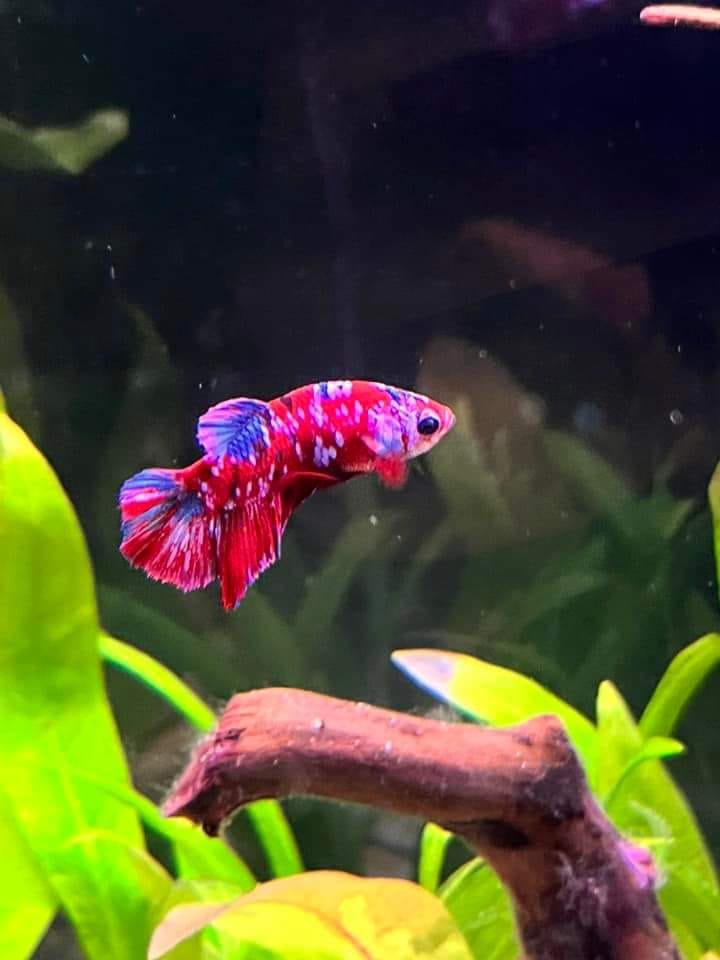 Customer photo review of Koi Red Galaxy Male Betta Fish High Grade | Buy 4 Get 1 Free | Mystery Betta
