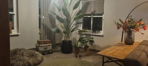 Customer photo review of Strelitzia Kunstplant 210cm A