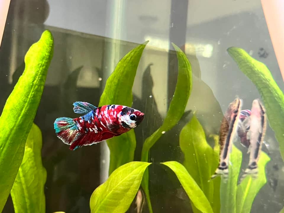 Customer photo review of Koi Red Galaxy Male Betta Fish High Grade | Buy 4 Get 1 Free | Mystery Betta