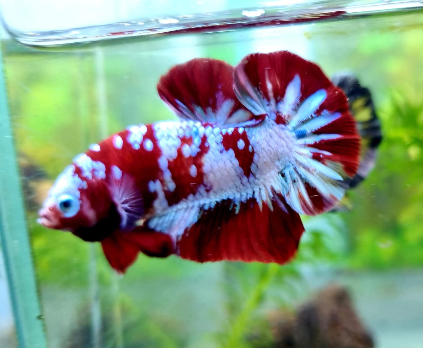 Customer photo review of Koi Red Galaxy Male Betta Fish High Grade | Buy 4 Get 1 Free | Mystery Betta