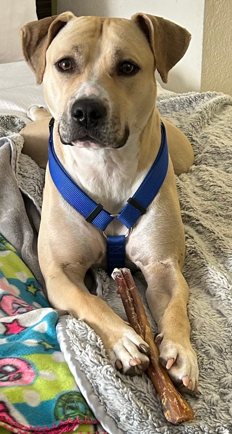 Customer photo review of Himalayan Yak Cheese Chew Dog Treat