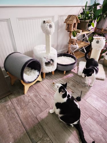 Customer photo review of Interactive Bird Simulation Cat Toy Set