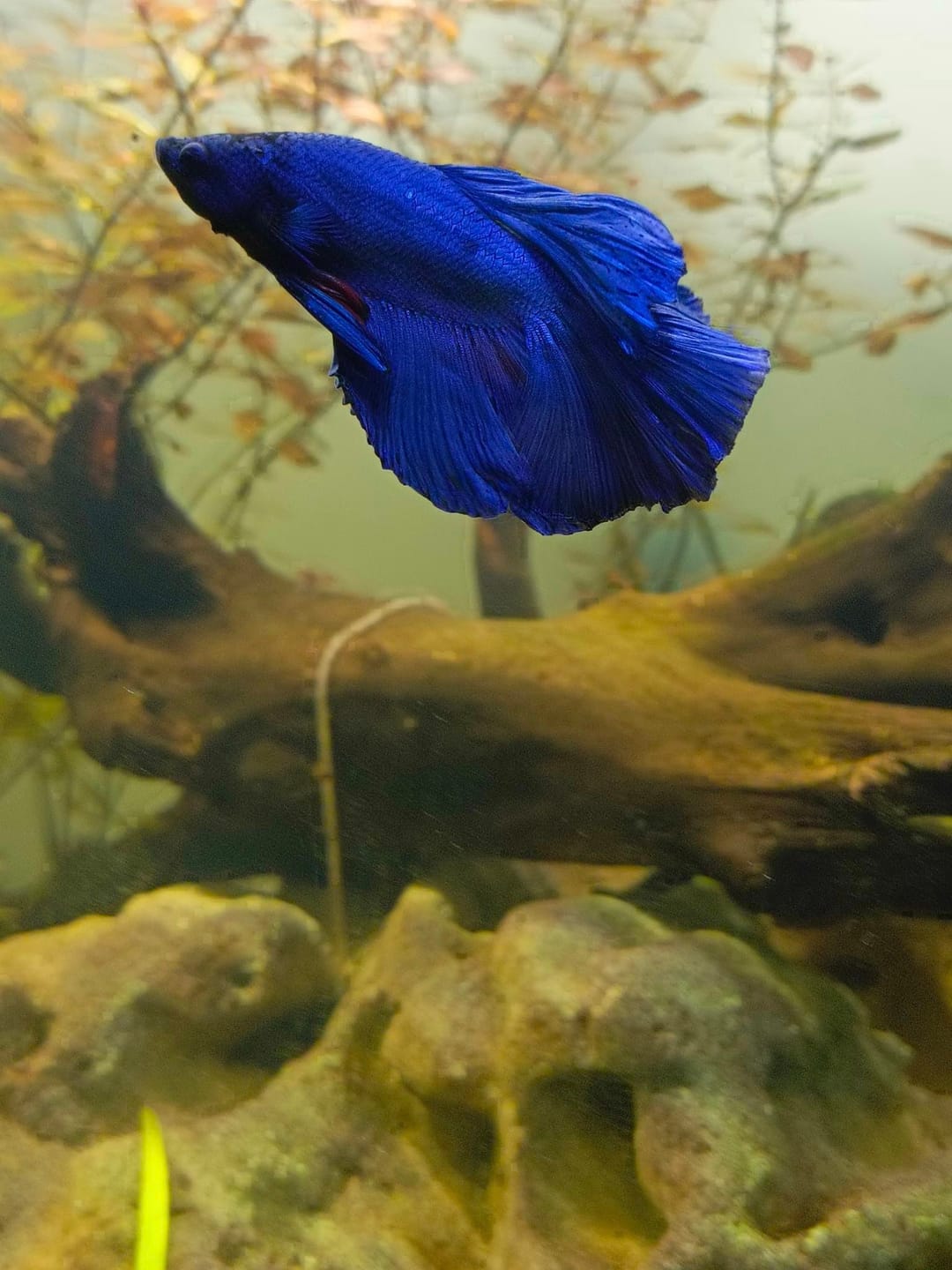 Customer photo review of Super Blue Halfmoon Male Betta Fish