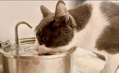 Customer photo review of The KittySpout™ - Health & Happiness Cat Kit