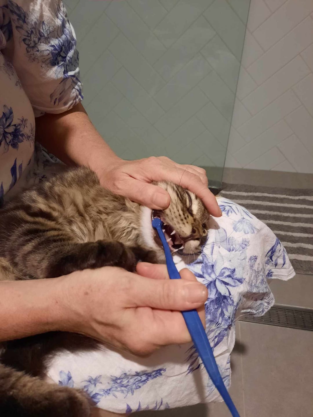 Customer photo review of RYERCAT Dual Sided Cat Toothbrush (Canada)