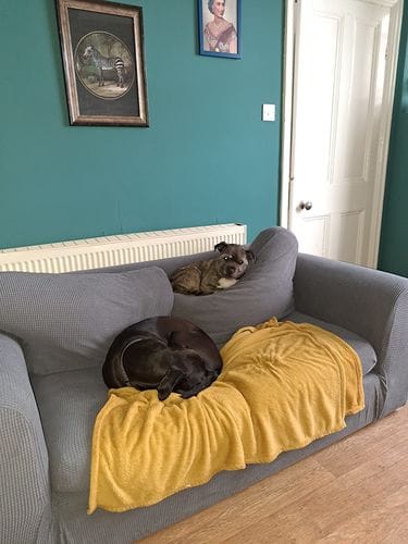 Customer photo review of Stretch Sofa Covers with Separate Backrests and Seat Cushions