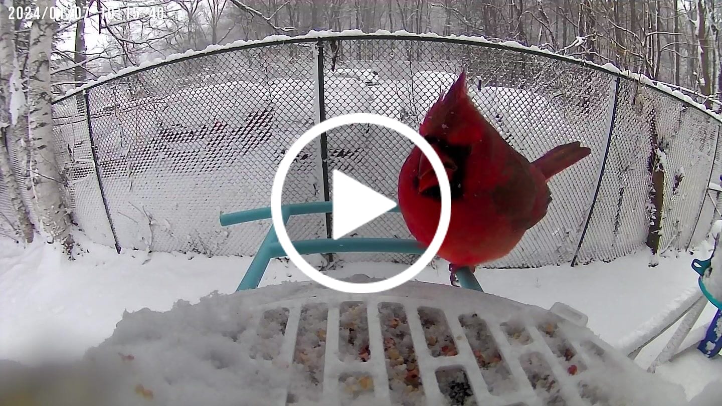 Customer video review of Birdfy Bird Seed Guard