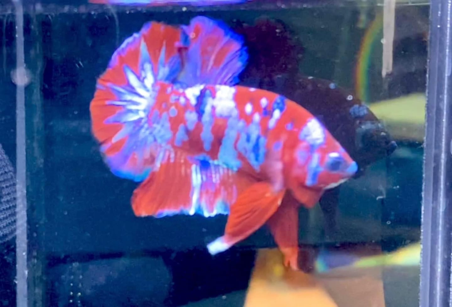 Customer photo review of Koi Red Galaxy Male Betta Fish High Grade | Buy 4 Get 1 Free | Mystery Betta