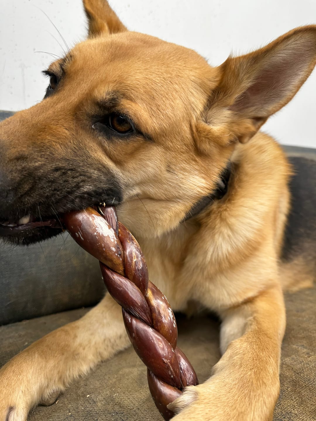 Customer photo review of 12 Inch Braided Jerky Stick