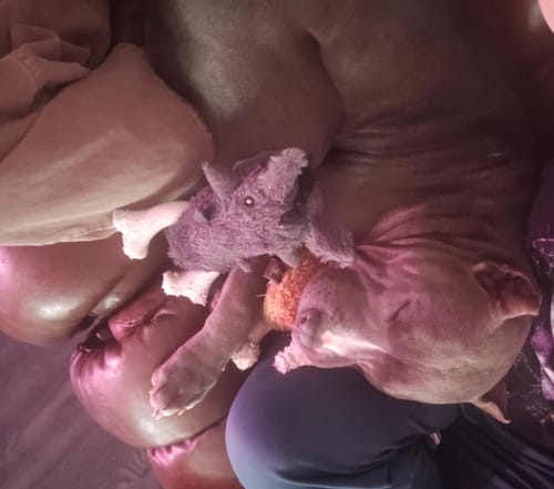 Customer photo review of Knuckleheads 2-in-1 Toy