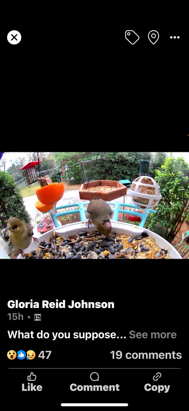 Customer photo review of Birdfy Pro Perch Extension
