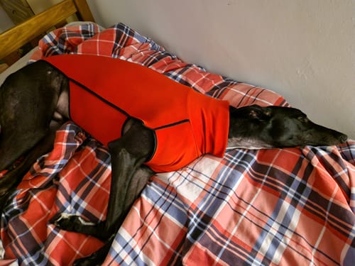 Customer photo review of Fleece Sighthound Base-Layer Coat with Underbelly and Snood