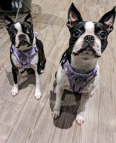 Customer photo review of Tough Trails™ Harness - Georgina The Giraffe - Patterned Border