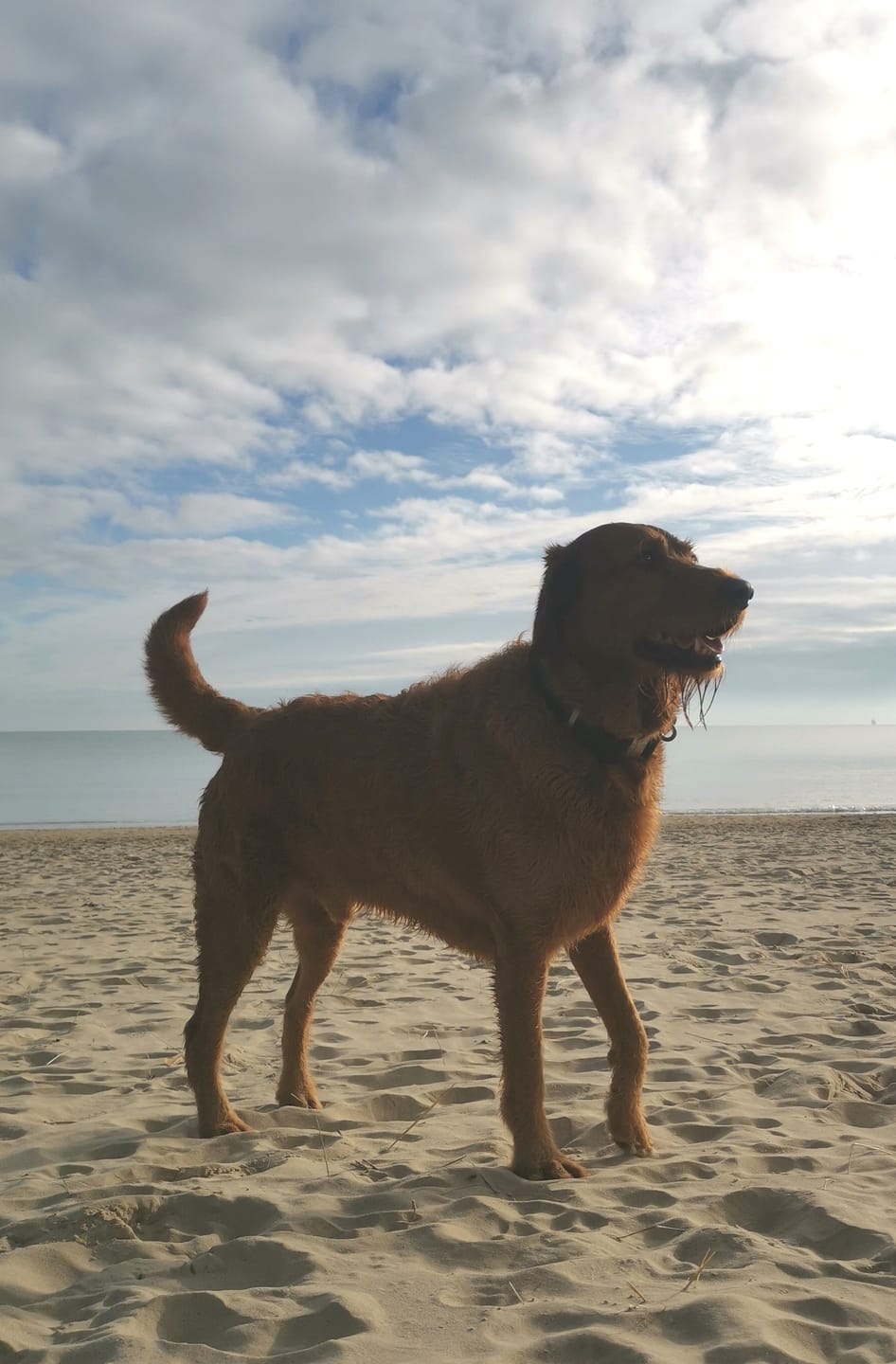 Customer photo review of 4cm Combat Billowthane® Collar | Waterproof & Anti-Rust - Platinum