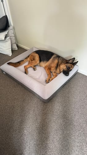 Customer photo review of Orthopaedic Memory Foam Bed
