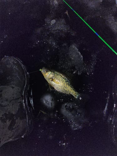 Customer photo review of Custom Carbon Ice Rod