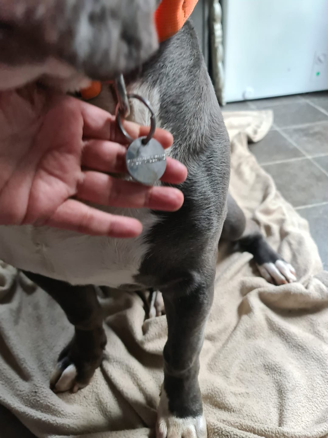 Customer photo review of ID Dog Tag - Black (With Gift Box)