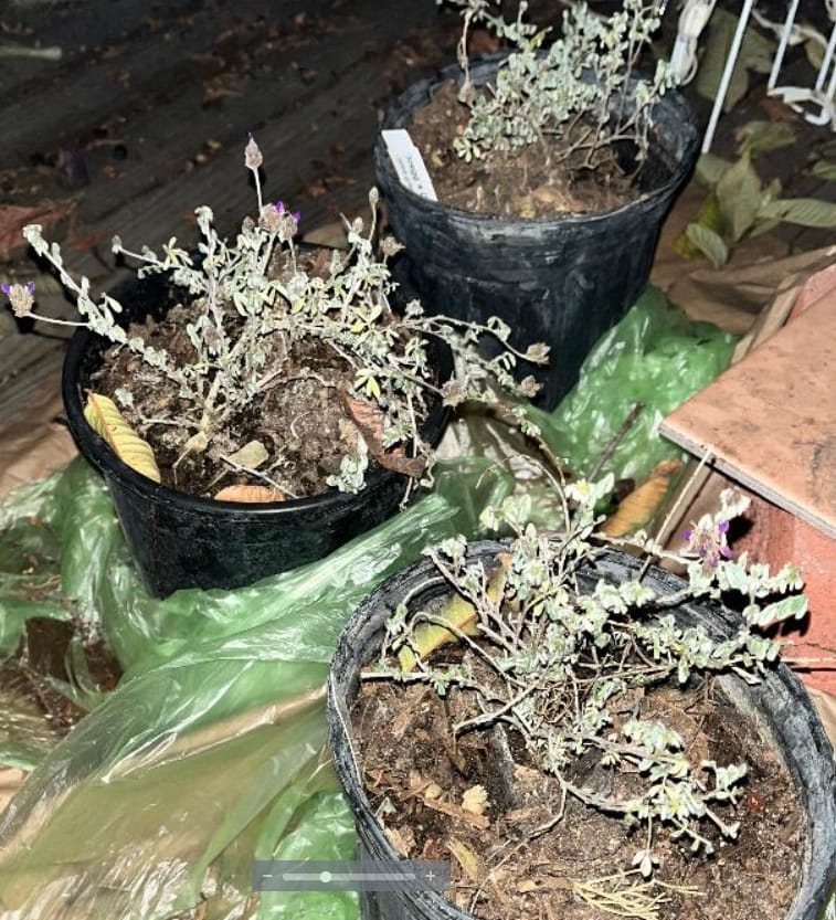 Customer photo review of Dalea greggii 'Trailing Indigo'
