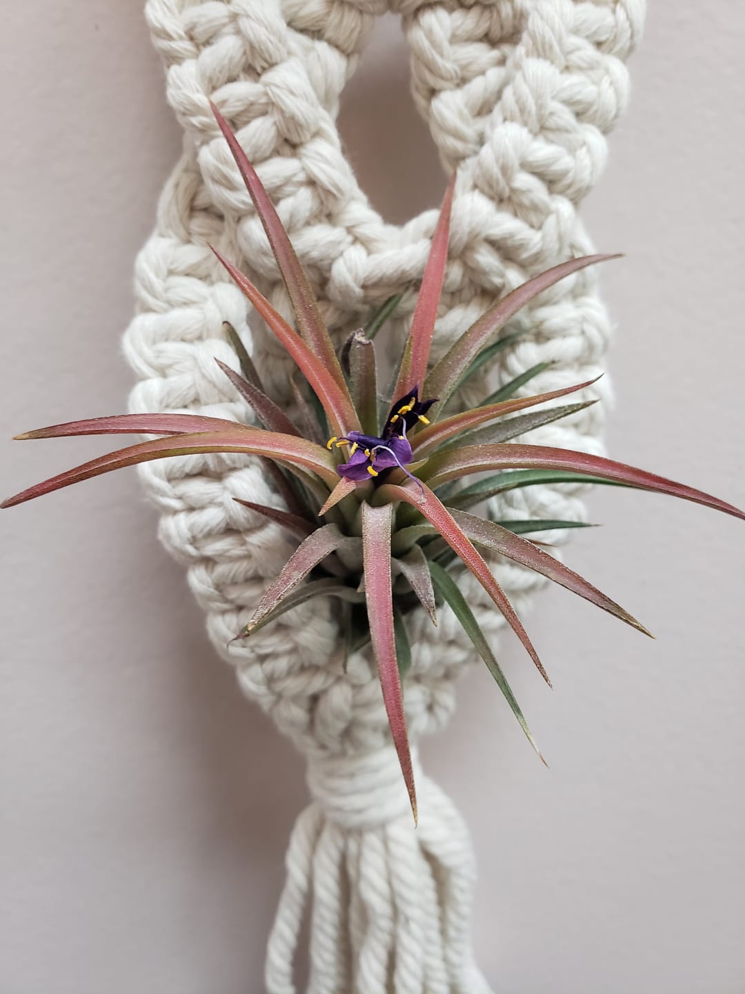 Customer photo review of Ionantha Curly Giant