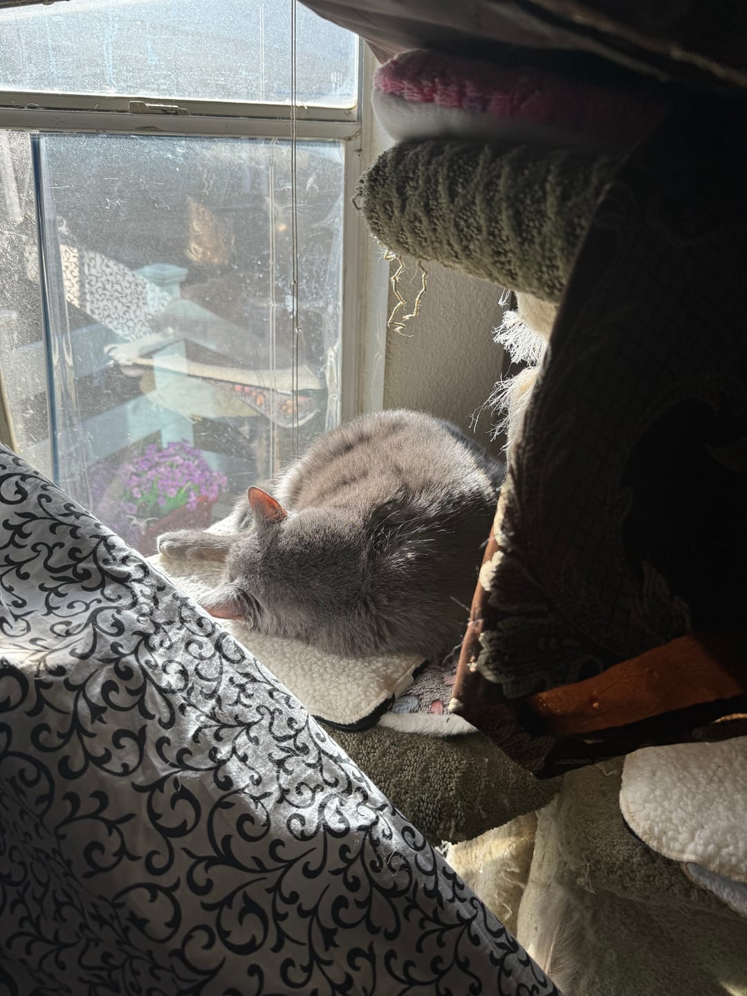 Customer photo review of Ear Infection & Itch Relief Treatment for Dogs and Cats - Helps Ear Problems such as Otitis, Lesions and Papules