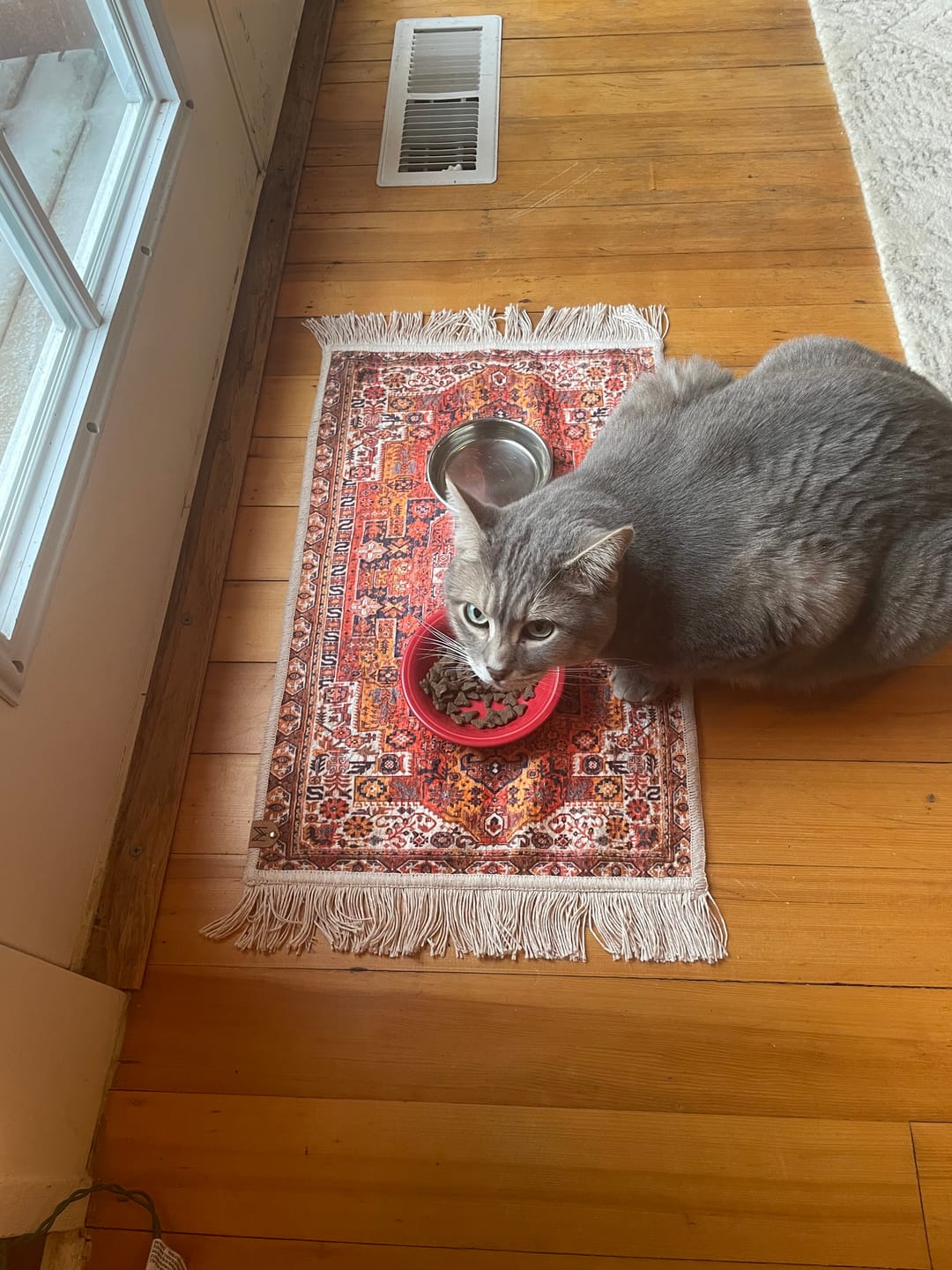 Customer photo review of Pet Placemat - Ophelia