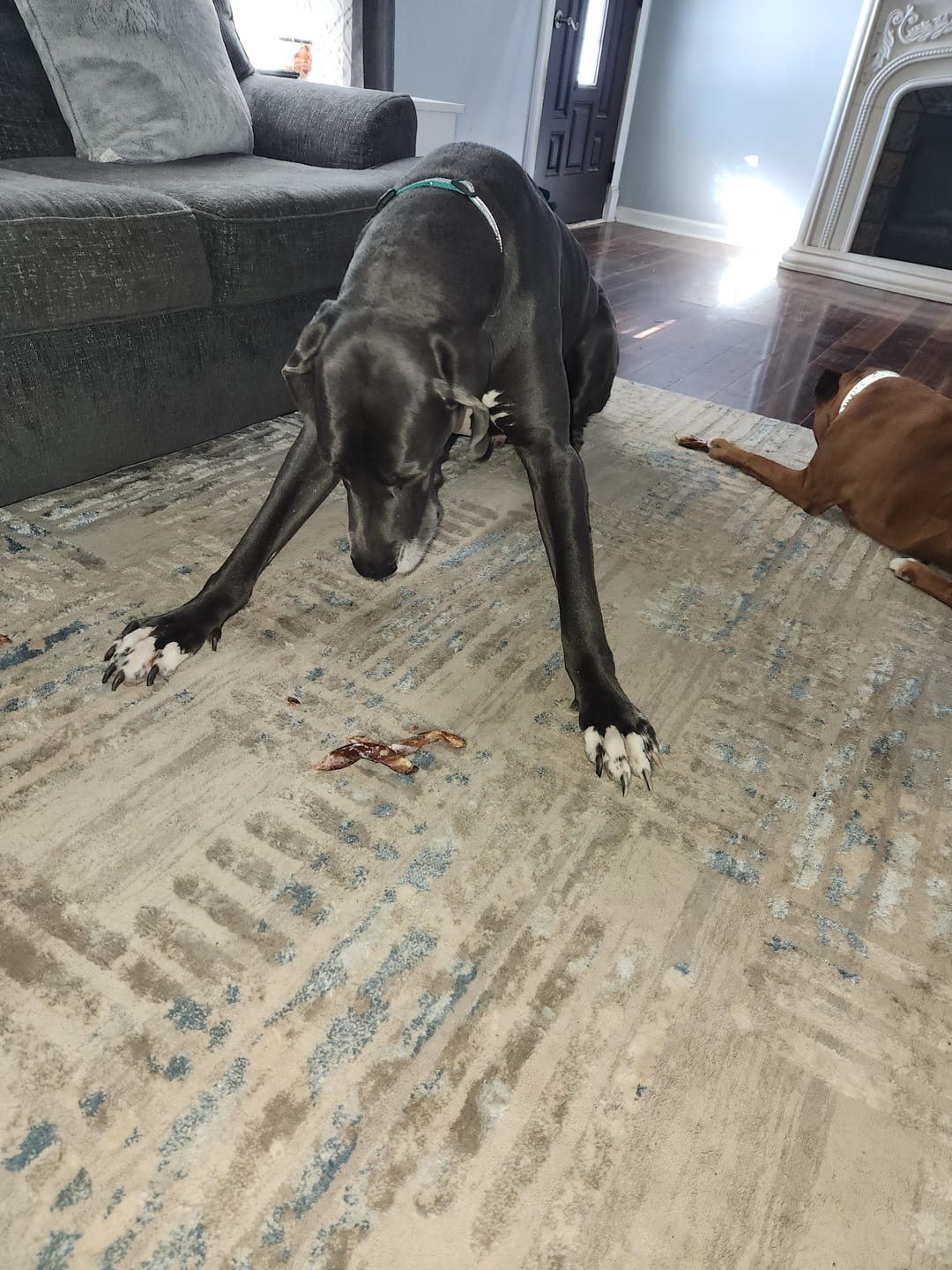 Customer photo review of 12 Inch Braided Jerky Stick