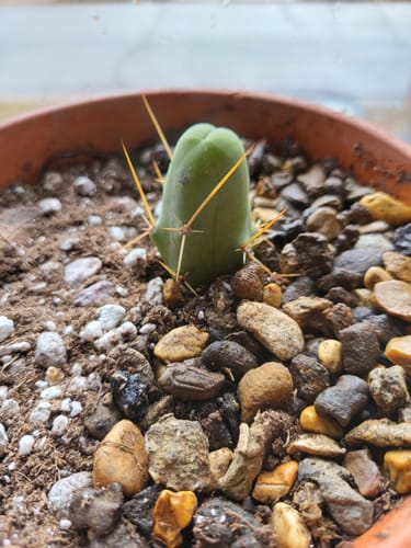 Customer photo review of Penis Cactus | Short Form | Trichocereus bridgesii monstrose